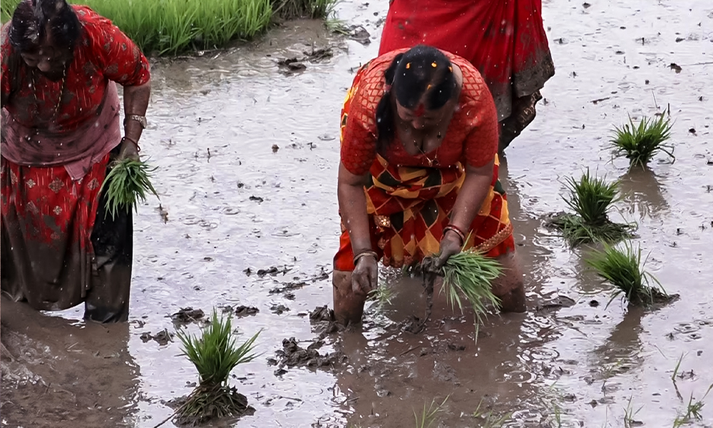 मधेशमा साढे २० प्रतिशत कम धान रोपाइँ